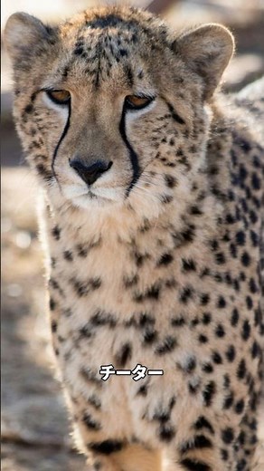 地上最速チーターの弱点。全力で走ると「〇〇」しちゃう！？🐆