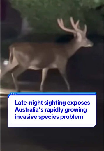 Australia's Invasive Deer Problem Spotted at Night