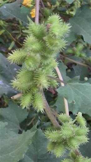 Xanthium strumarium, #xanthiumstrumarium, #roughcocklebur, #clotbur #californiabur, #canadacocklebur