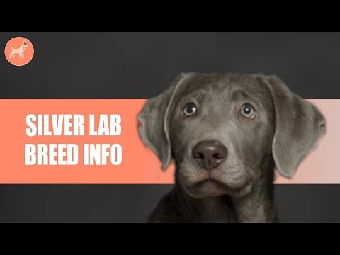 Silver Lab Dog Breed Guide | Dogs 101 - Everything About This Stunning Retriever
