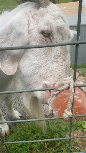 Loving the salt block 😊😋 | Billy The Goat