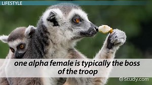 Ring-Tailed Lemur Facts, Lifestyle & Locomotion