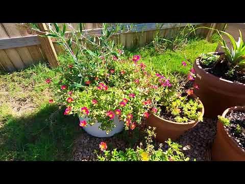 How To Propagate Purslane