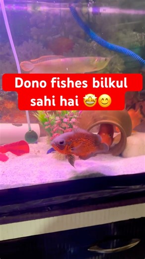 Dono fishes bilkul sahi h 🤩 #oscarfish #fish #shortsviral #viralvideo #ytshorts #shorts #trending