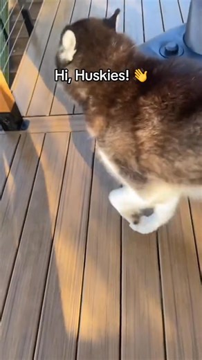 10K views · 375 reactions | _The best part about huskies is how they play with each other by crashing into one another at full speed#funnydogs #huskylife #Olympics #dog #doglife #iloveyou #usa #cute #husky #OMG #fypシ | The HuskyTime | Facebook