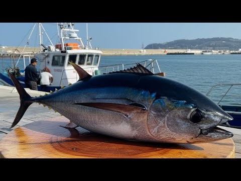 Full Tuna Cutting Process From Start to Finish
