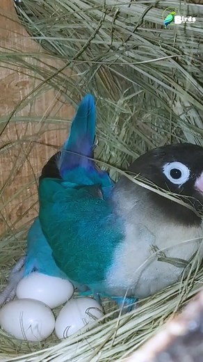 Violet love bird egg hatching 🥰 wow nice view😍💙#violetlovebirds#hatchingeggs #birdsofvillage#violetlovebirds #hatchingeggs #hatchingeggs🐣 #hatchingeggscanada #hatchingeggsavailable #hatching #HatchingTime #lovebirds #lovebirds❤️ #lovebirdsolo #lovebirdslover #lovebirdstagram #lovebirdsforever #lovebirdsemarang #lovebirdsurabaya #lovebirdsbreeding #lovebirdsofinstagram #reels #reelsfb #reelsvideo #reelsviralシ #reelsfacebook #reelschallenge #reelsinstagram #reelsindia #reelsinsta #reelsvideos 