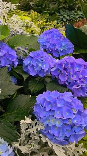 Australia's Hidden Gem: The Conservatory at Fitzroy Gardens | Free things to do in Melbourne CBD