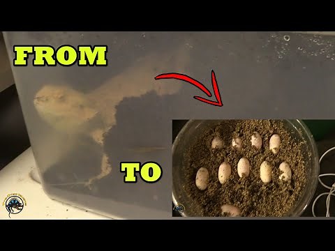 The Bearded Dragon Egg Laying Process From Start to Finish!