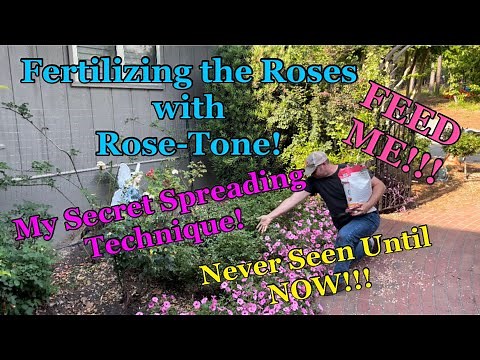 Fertilizing the Knockout & Drift Roses with Espoma Rose-Tone Using My Secret Spreading Techniques!