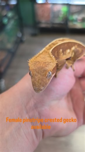 Paramount Reptile Store on Instagram: "This beauty has a great temperament and fantastic feeding response. Eating pangea and insects"