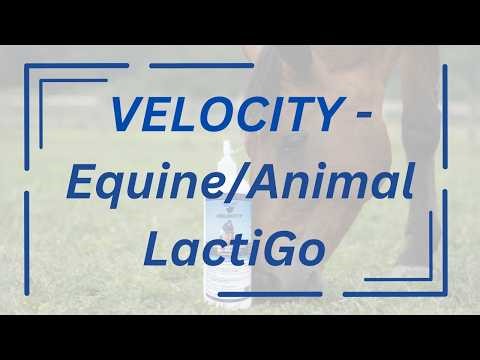 Why Horse Owners Are Talking About Velocity Equine