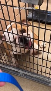 16K views · 820 reactions | Heartfelt Moments of Dogs Being Adopted Into Loving Homes #dogadoption #adoptionday #dogsoftiktok #shelterdogs #puppylove | Metdaan Animals | Facebook