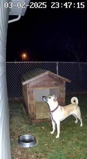Dog Reacts to Lightning During Night Storm | CCTV Footage
