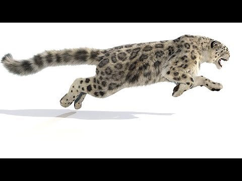 Animated Snow Leopard 3D Model with Fur - High-Quality & Fully Rigged | PROmax3D