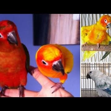 all mutations of the Sun conure