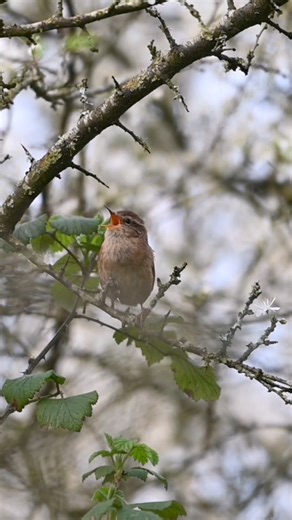 443K views · 10K reactions | A beautiful little Wren singing it's heart out from a perch around its territory. Letting all of the other birds know that this is my patch. | The Robin Whisperer | Facebook