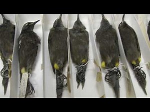 [d|l22] The Last Song of the Kauaʻi ʻōʻō Bird 1h Loop