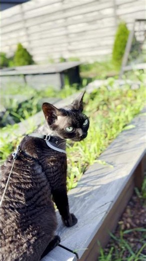 Devon Rex Cat Joins the Garden Walks #cat