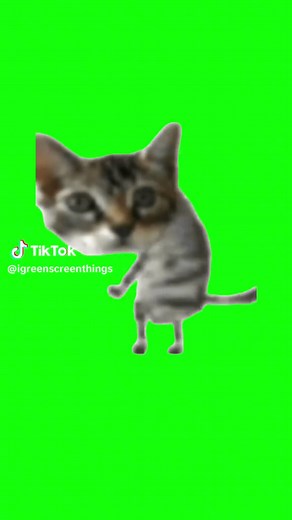 Silly Cat Dance Compilation | Hilarious Cat Memes