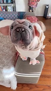 OMG! There is only one Dobby and he has Dobby socks. Happy Halloween, everyone 👻 I hope this makes you smile 😋❤️ #dobby #harrypotter #happyhalloween #dogoftheday #doglovers | morkskywalker