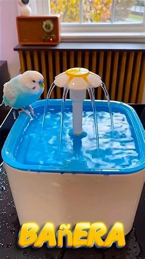 Imagine you're going to buy a new bathtub for your little bird. Which of these would you choose f...