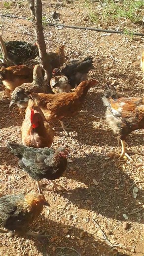 Free-roaming chickens stay healthier, eat natural forage to cut feed costs, develop better meat quality, show calmer behavior, and enrich the soil. A win for farmers and buyers seeking strong, sustainable poultry. #FreeRange #HealthyChickens #EcoFarming #QualityMeat #PoultryCare | Poultry Farming - Kienyeji & Ducks