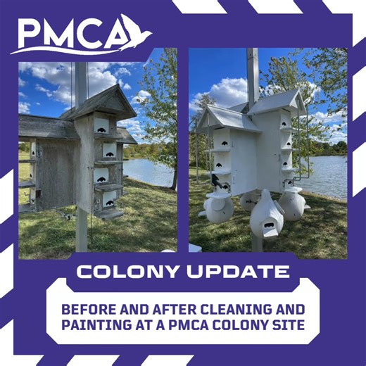 2.9K views · 24 reactions |  PMCA Colony Update! This Purple Martin house at a PMCA colony site just got a clean out and fresh coat of paint and is ready for another successful season! Fall is the perfect time to make improvements to your colony before your Purple Martins return in the spring. What improvements are you planning this fall? #PurpleMartin #ColonyUpdate #PMCA #Conservation #Wildlife #BirdHouse #Birds #Migration #FallCleanOut | Purple Martin Conservation Association | Facebook