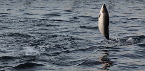 No fishy business: salmon use Earth’s magnetic field to migrate
