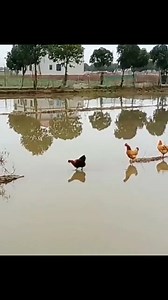 Amazing video | Dondré T. Whitfield