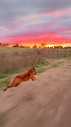 Winnie & April on Instagram: "Absolutely unstoppable 🥹 How good is an Australian Cattle Dog running into an Australian sunset? 🤝🇦🇺 This sunset is one of my favourites to date! It’s not as fast of a run for Winnie, as it’s a different running track to normal so she didn’t know exactly where we were going. But she still sprinted her little heart out like the little red rocket she is 😍 #australiancattledog #redheeler #fastdog #fitdog #farmdog #dogrun #dogrunning #dogrunningfast #dogsprint"