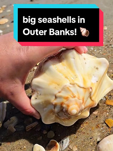 Outer Banks seashell collecting adventure! 🐚 #seashells #beachcombing #shelling #outerbanks
