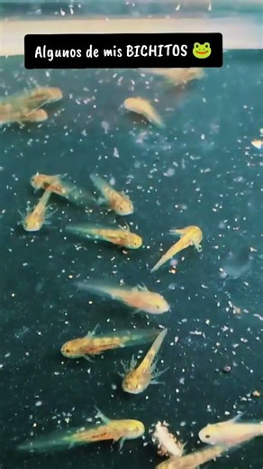 Pequeños AJOLOTES 🐸 y su EVOLUCIÓN 🧬