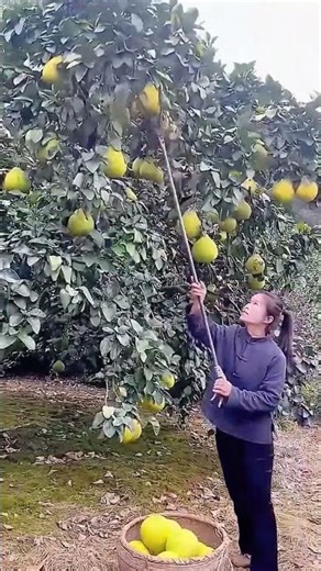 Clever picking process of grapefruit using creative tools