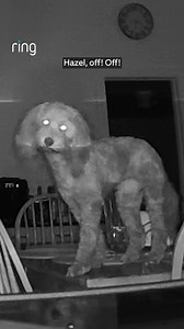 Just when you thought they were being good... 🐾 | Ring