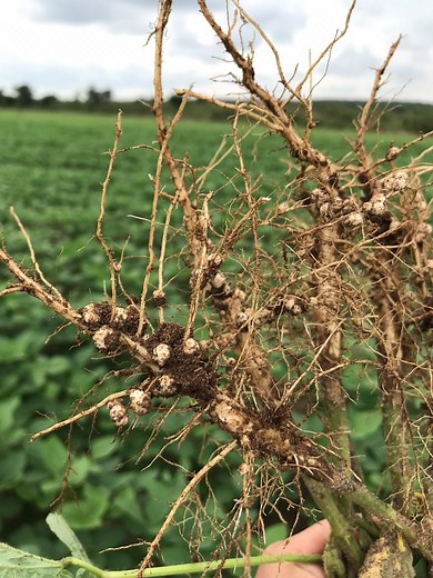 Bradyrhizobium e Azospirillum: o que são, sinergia e importância.