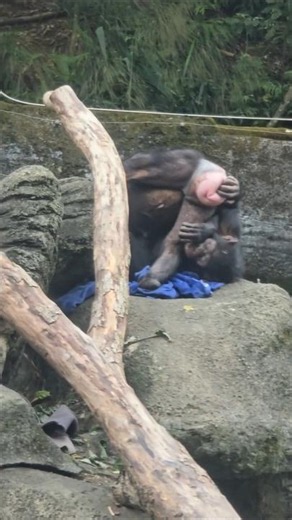 Chimpanzee/Pan troglodytes/Taipei Zoo