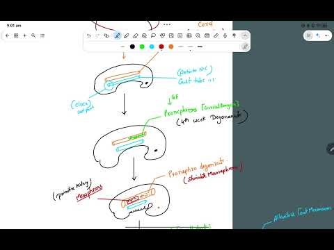 Renal Embryology Made Simple | Complete Conceptual Understanding kidney development