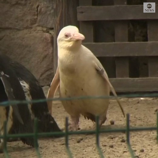 PENGUIN IN POLAND: The world's only albino penguin raised in captivity was debuted to the public at a zoo in Poland; the zoo's director says the penguin's color would make it a target in the wild or cause a flock to reject it. https://abcn.ws/2FCD8RU | ABC News