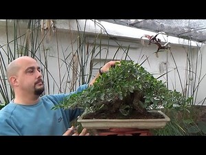 2nd Refined fused ficus "Taiwan"