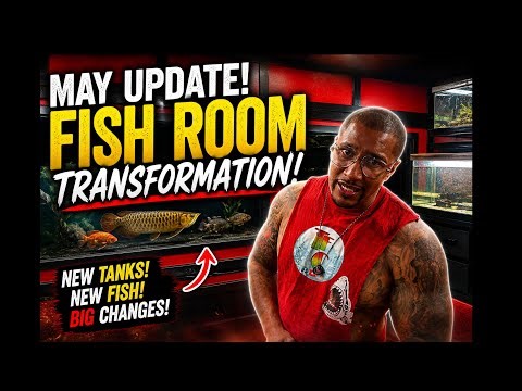 May Update: My Fish Room Is Changing FAST… You Gotta See This 