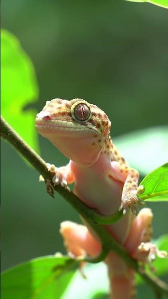 Gecko Sound #shorts #iguana #lizards #wildanimals