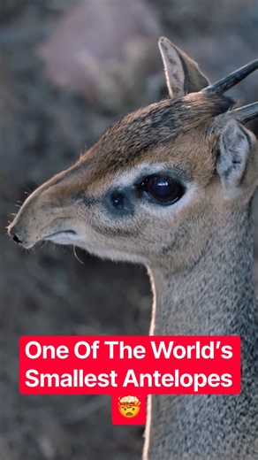 Why The Dik-Dik Has Such A Strange Nose ?