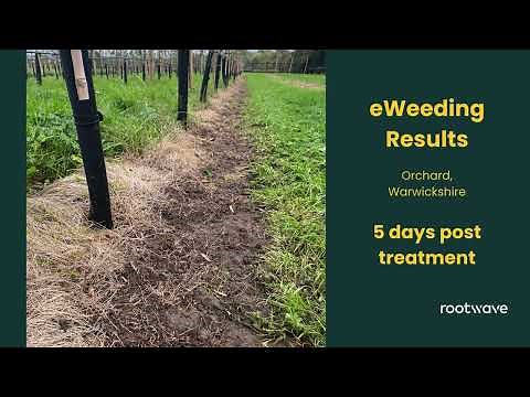 This is how quick electrical weed control works! RootWave eWeeder treatment results