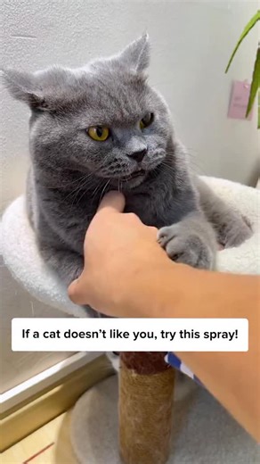 This works BETTER than “pspsps” 🐱 Comment “Spray” and I’ll DM the 🔗 to you instantly! Or simply search “Cat Cupid Spray” on our site ✨ | Cuddles & Meow