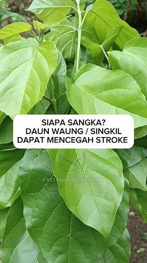 311K views · 1.1K reactions | Salah satu manfaat daun waung / singkil adalah dapat mencegah stroke. #obatherbal #obatstroke #daunwaung #daunsingkil #trending | 4yo Hidup Sehat | Facebook