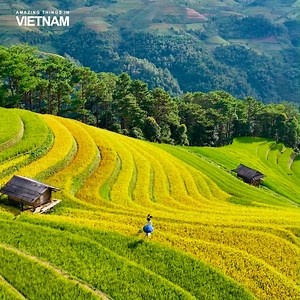 See the Most Terraced Rice Fields in Vietnam in Mu Cang Chai, Yen Bai 🌾🌾🌾 | Amazing Things in Vietnam