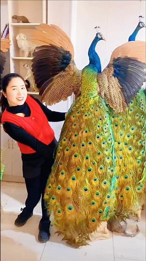 Peacock Channel #peacock #shortvideo #aipeacock
