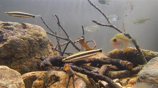 南美普鲁斯河原生造景