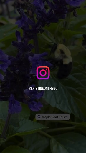 1K views · 14 reactions | Bee happy and bumble on. #bumblebee #mapleleaftours #travelwithme | Maple Leaf Tours | Facebook